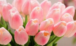 Bí Quyết Chọn Shop Hoa Tươi Gò Vấp Uy Tín, Giao Hàng Nhanh Trong 60 Phút